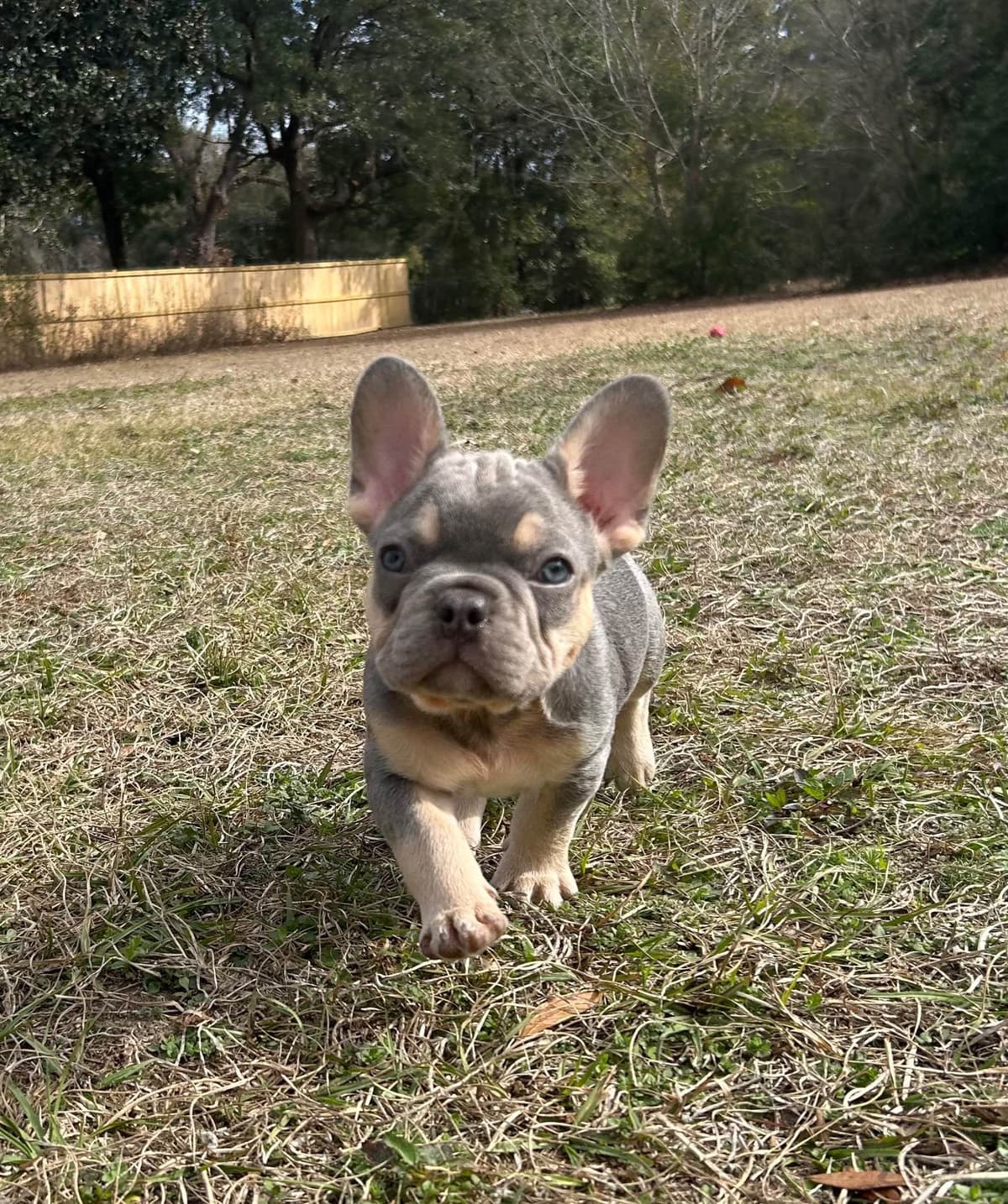 French Bulldog Female breeder image 4