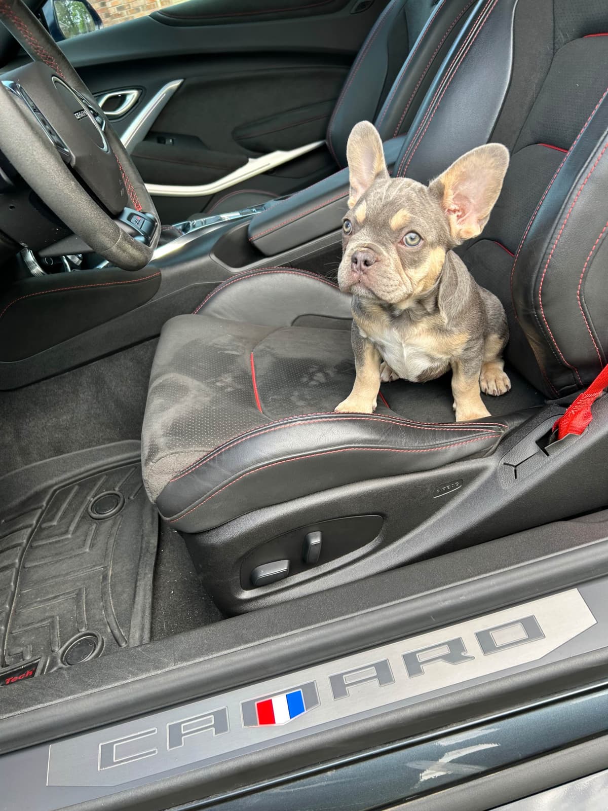 French Bulldog Female breeder image 7