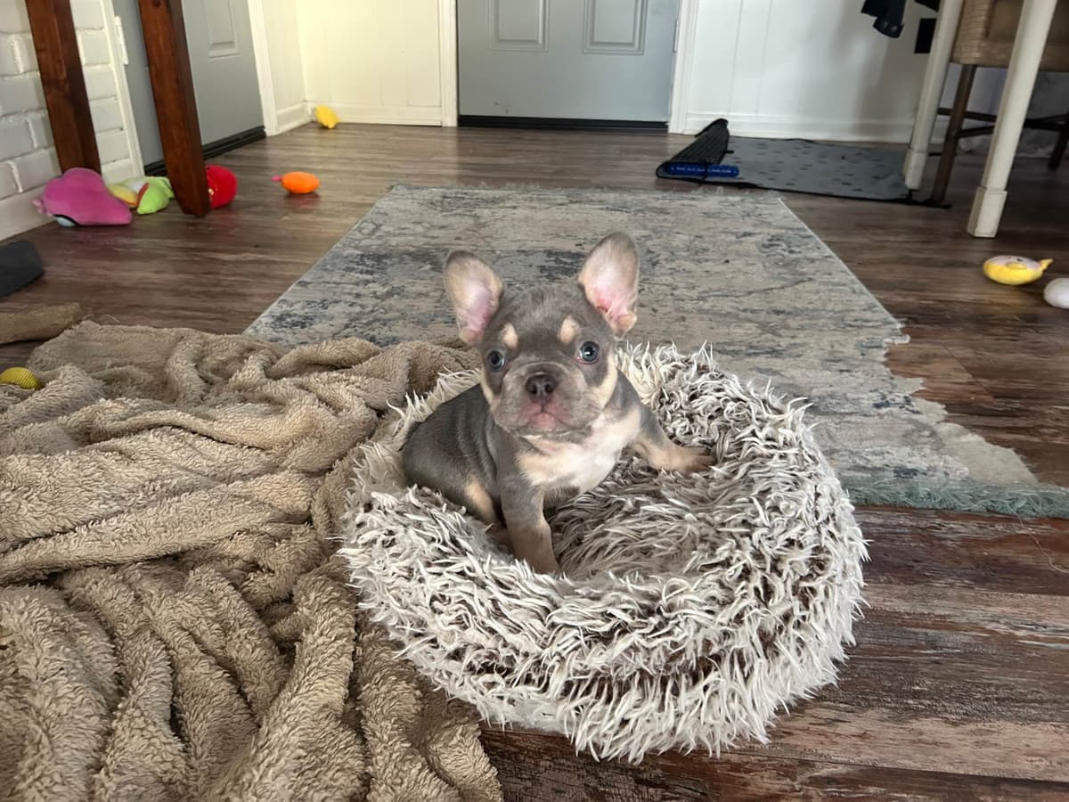 French Bulldog Female breeder image 8