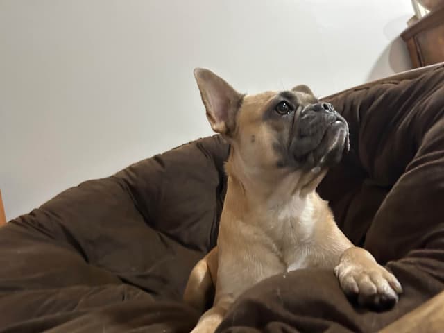French Bulldog Female media 2