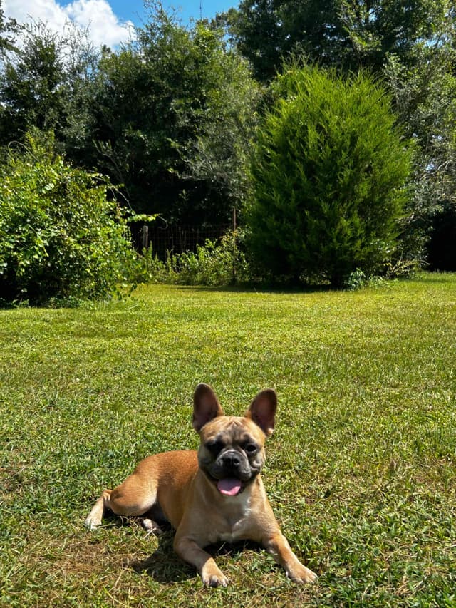 French Bulldog Female media 3