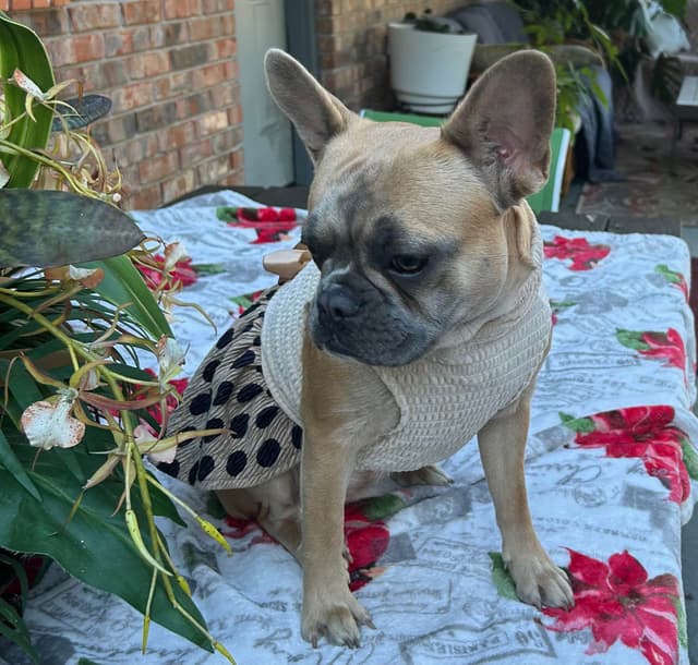 French Bulldog Female media 4
