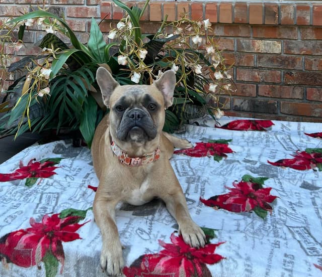 French Bulldog Female media 5