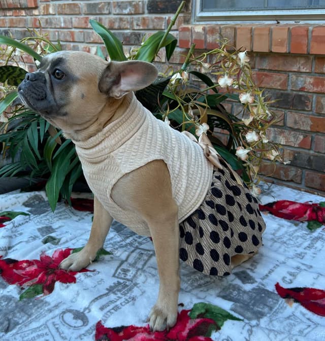 French Bulldog Female media 6