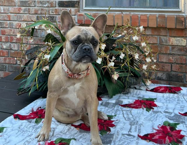 French Bulldog Female media 7