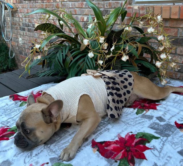 French Bulldog Female media 8