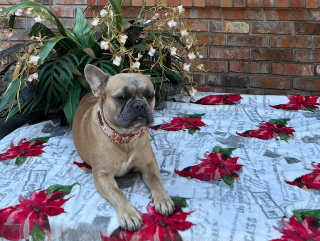 French Bulldog Female media 9