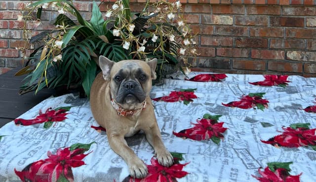 French Bulldog Female media 10