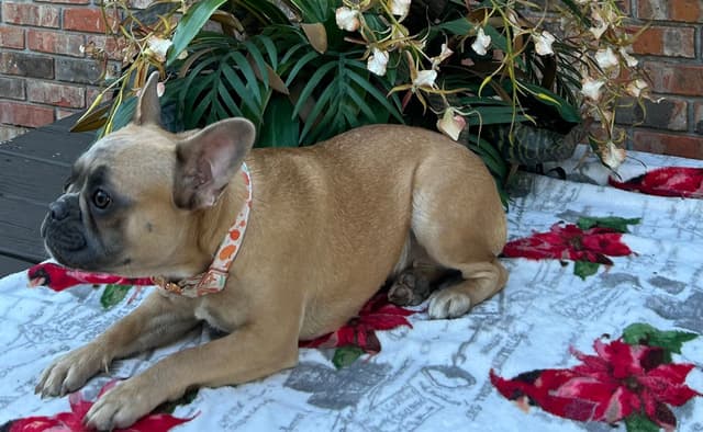 French Bulldog Female media 11