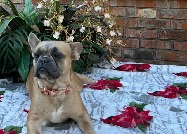French Bulldog Female media 12