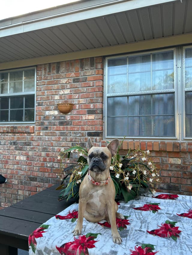 French Bulldog Female media 13