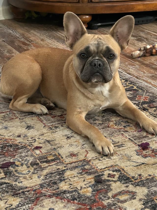 French Bulldog Female media 14
