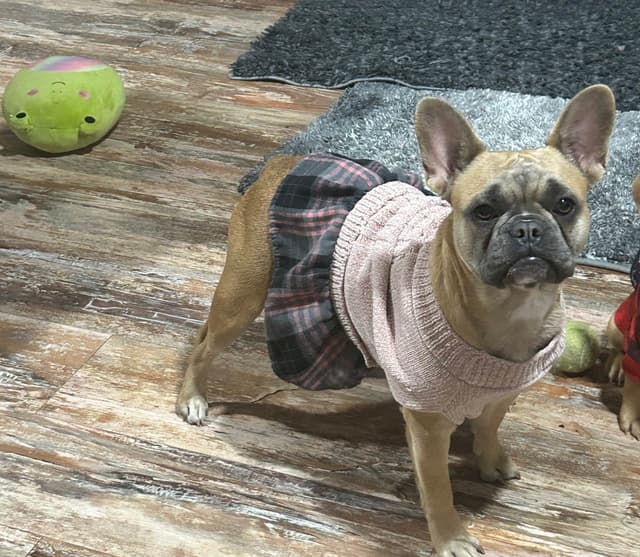 French Bulldog Female media 15