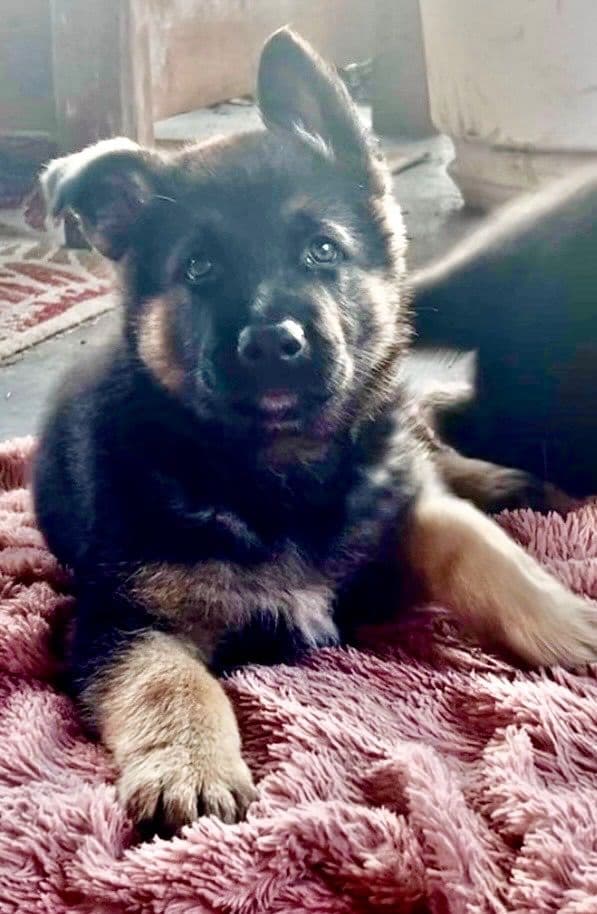 German Shepherd Dog Puppies media 19
