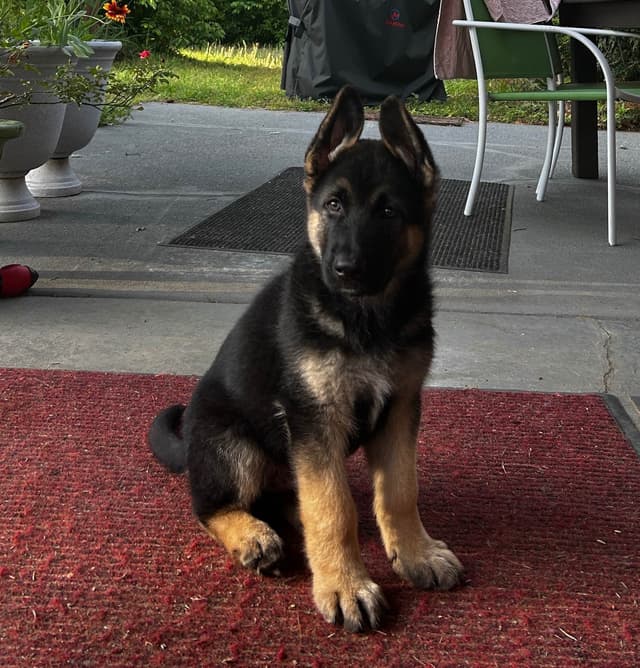 German Shepherd Dog Puppies media 14