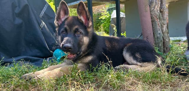 German Shepherd Dog Puppies media 10
