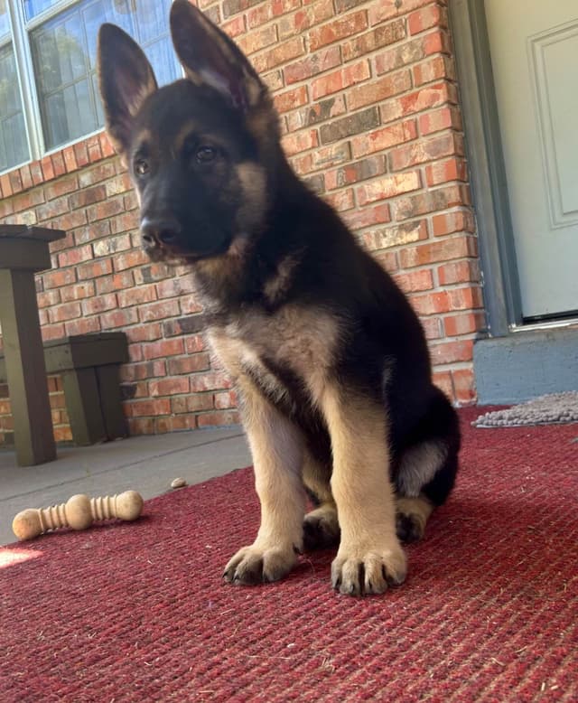 German Shepherd Dog Puppies media 16