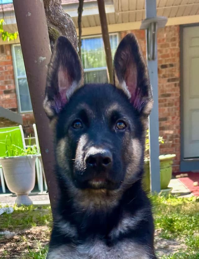 German Shepherd Dog Puppies media 13