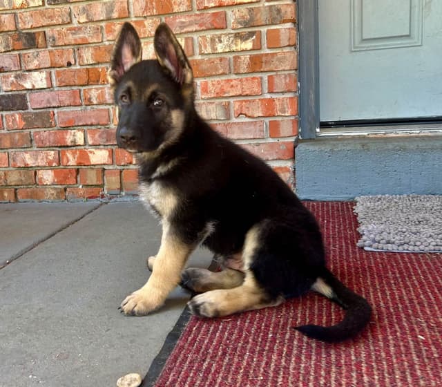 German Shepherd Dog Puppies media 17
