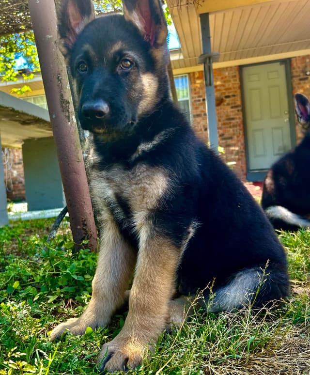 German Shepherd Dog Puppies media 15