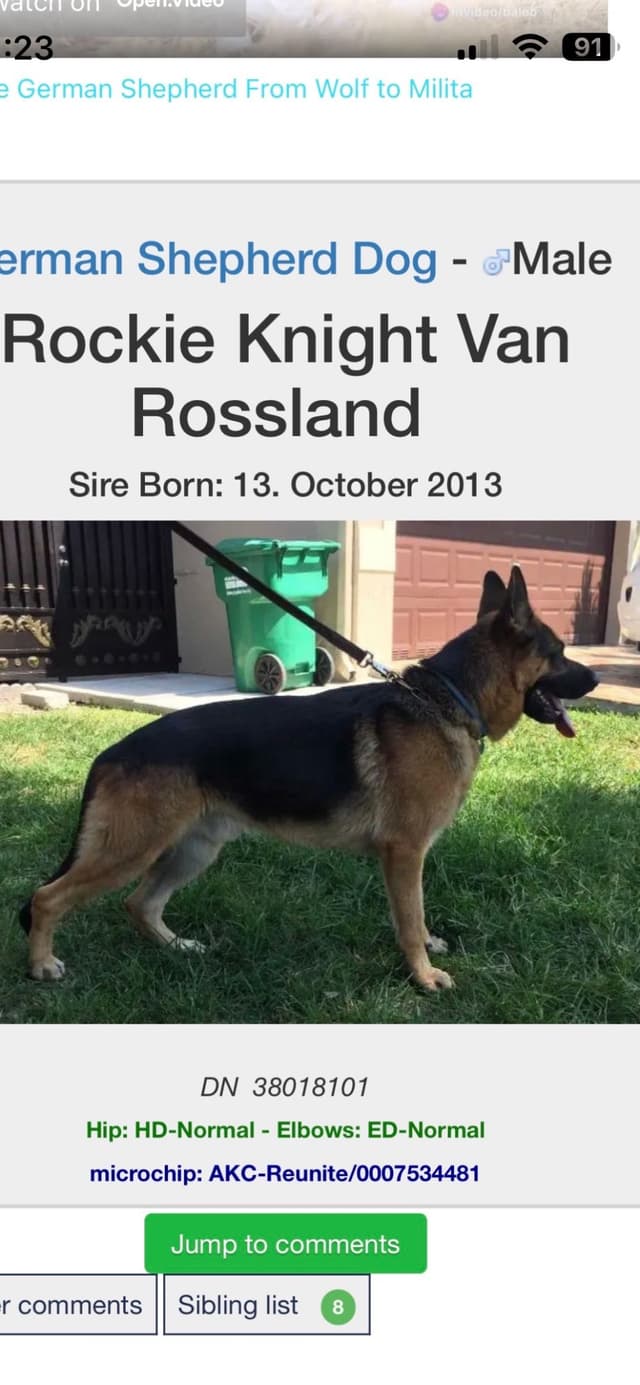 German Shepherd Dog Puppies media 20