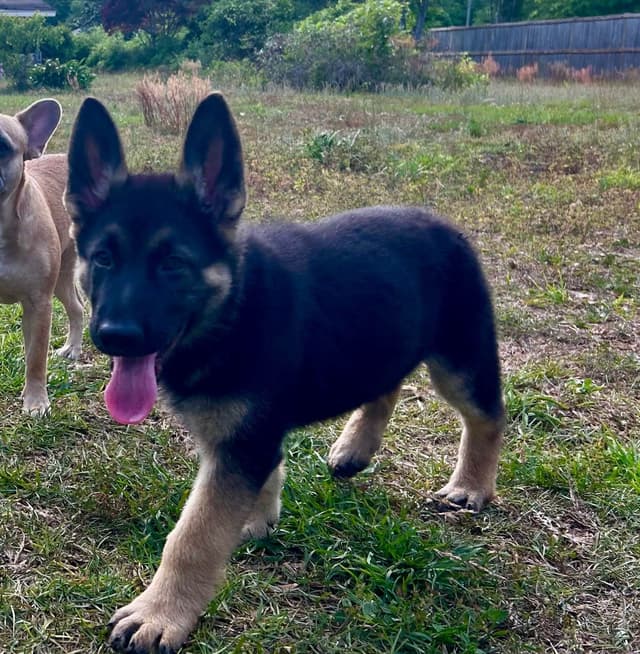 German Shepherd Dog Puppies media 9