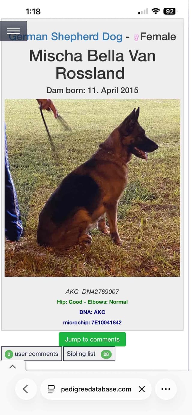 German Shepherd Dog Puppies media 21