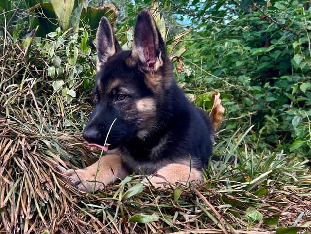 German Shepherd Dog Puppies media 11