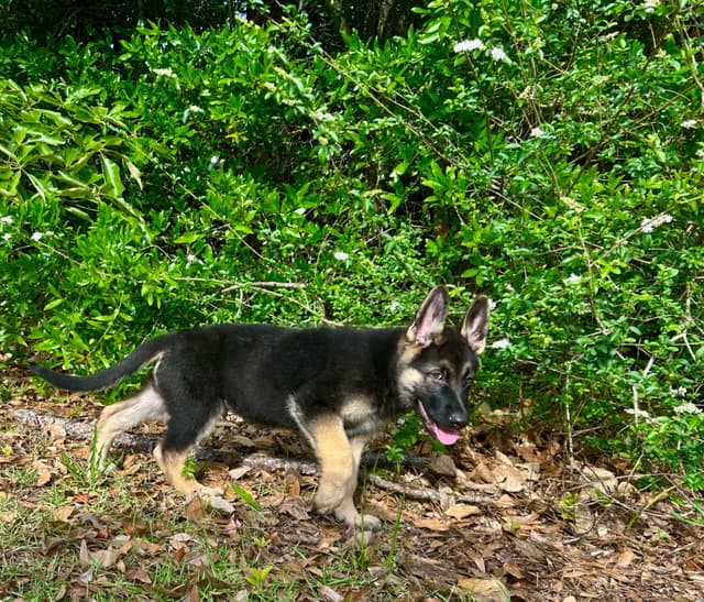 German Shepherd Dog Puppies media 12