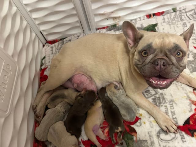 French Bulldog Puppies media 25
