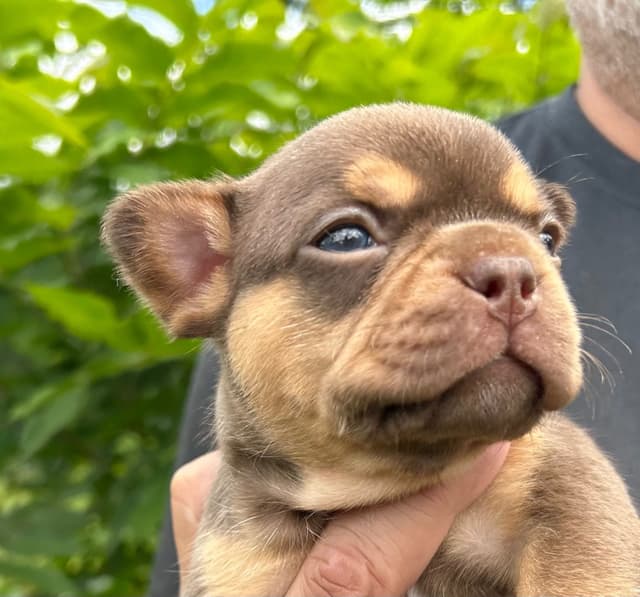 French Bulldog Puppies media 21