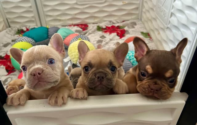 French Bulldog Female media 16