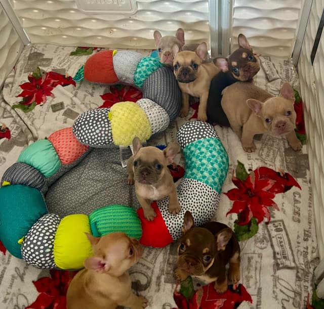 French Bulldog Female media 17