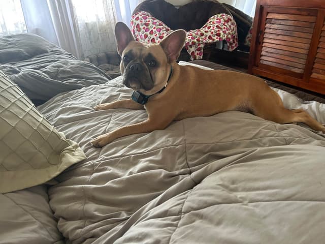 French Bulldog Female media 19