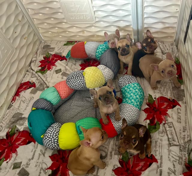 French Bulldog Female media 21