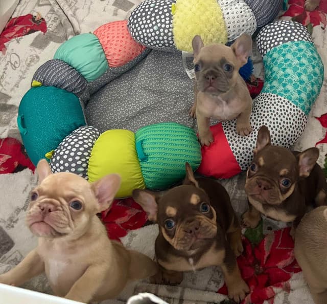 French Bulldog Puppies media 6