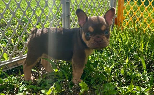 French Bulldog Puppies media 7