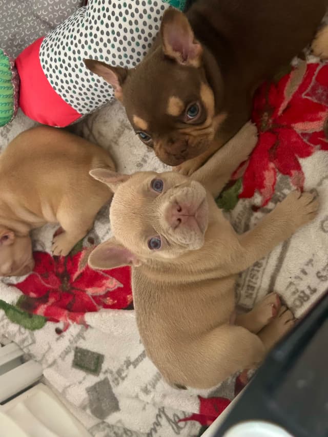 French Bulldog Puppies media 20