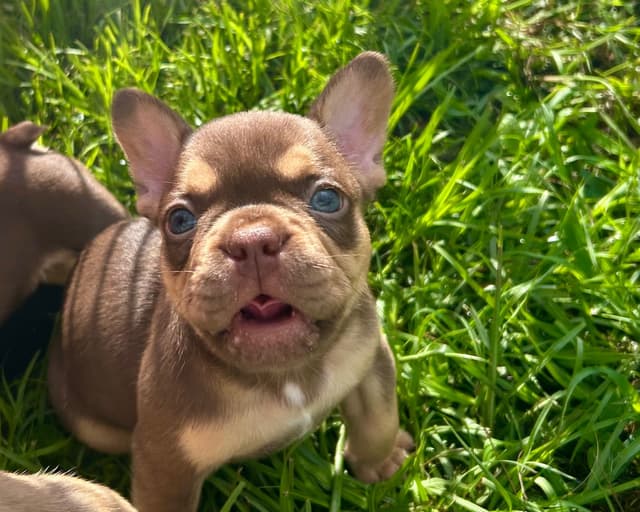 French Bulldog Puppies media 2