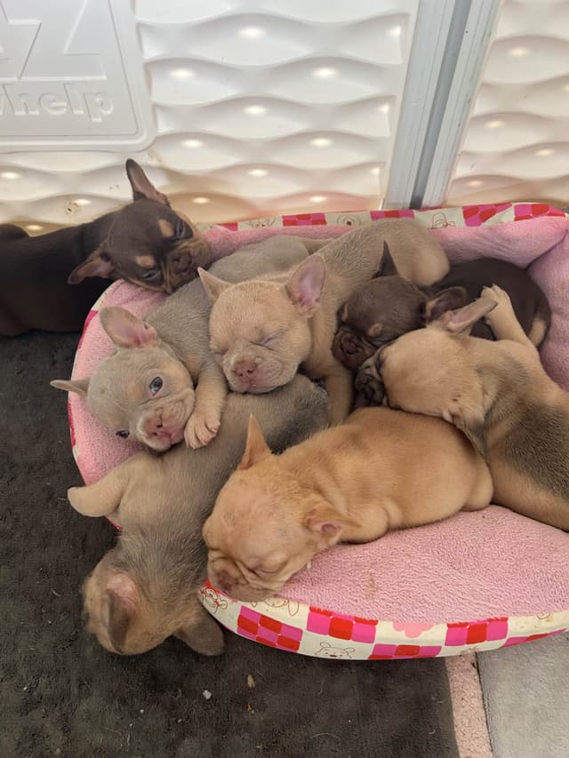 French Bulldog Puppies media 19