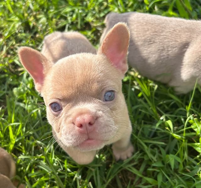 French Bulldog Puppies media 12