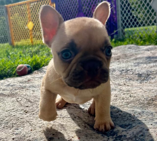 French Bulldog Puppies media 16