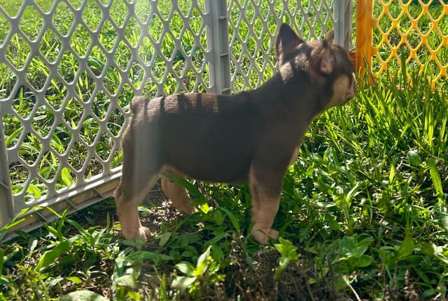 French Bulldog Puppies media 8