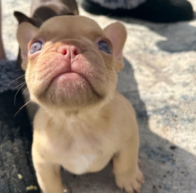 French Bulldog Puppies media 4