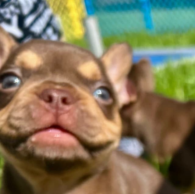 French Bulldog Puppies media 24