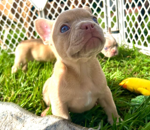 French Bulldog Puppies media 15