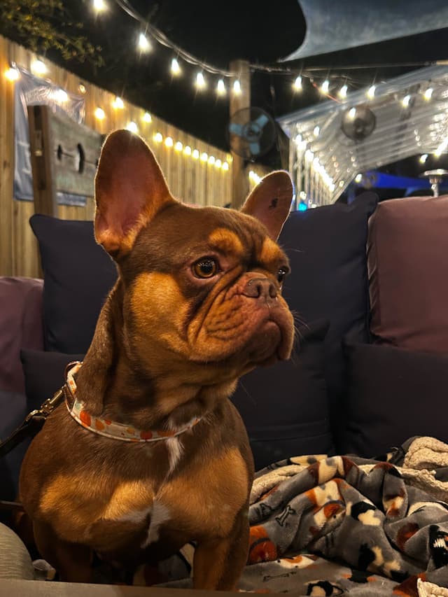 French Bulldog Puppies media 26