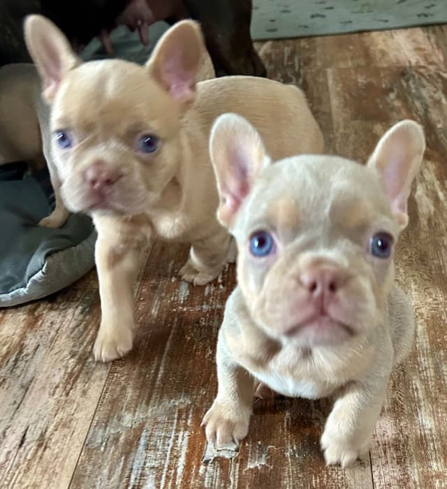 French Bulldog Puppies media 10