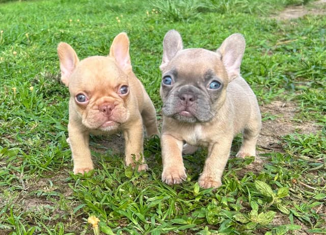 French Bulldog Puppies media 13