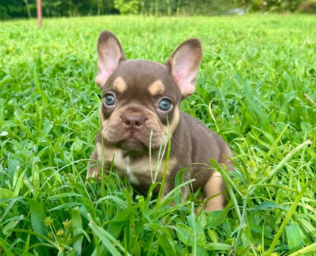 French Bulldog Puppies media 3